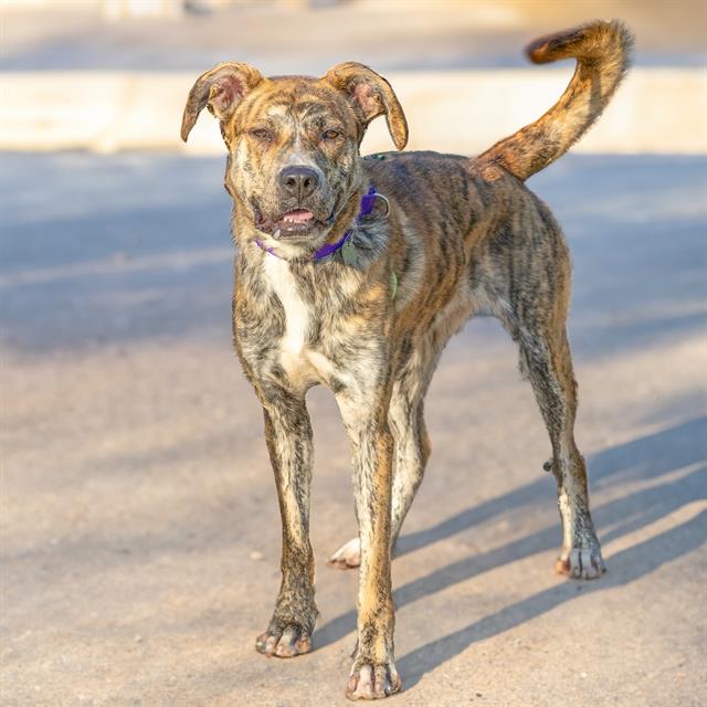 adoptable Dog in Maryland Heights, MO named MANGO