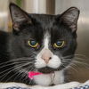 adoptable Cat in Maryland Heights, MO named OREO