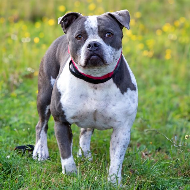 adoptable Dog in Maryland Heights, MO named DIAMOND