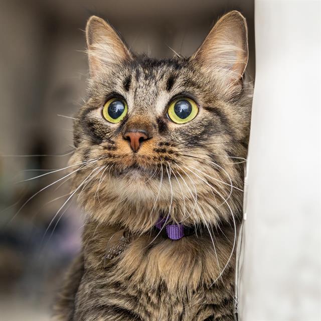 adoptable Cat in Maryland Heights, MO named PONTOON BOAT