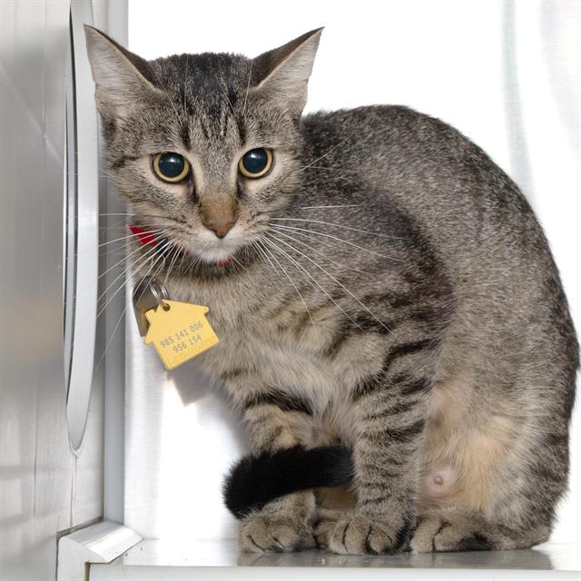 adoptable Cat in Maryland Heights, MO named MONA