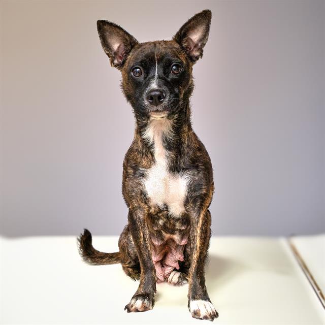 adoptable Dog in Maryland Heights, MO named CINNA TWIST