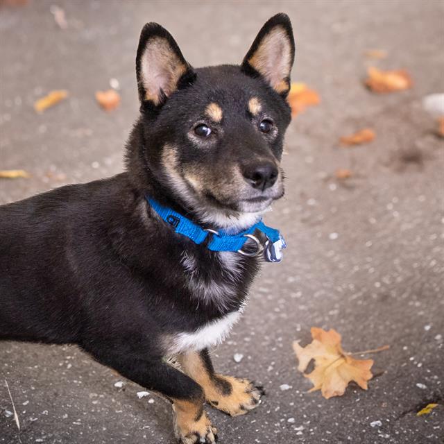 adoptable Dog in Maryland Heights, MO named NILLA