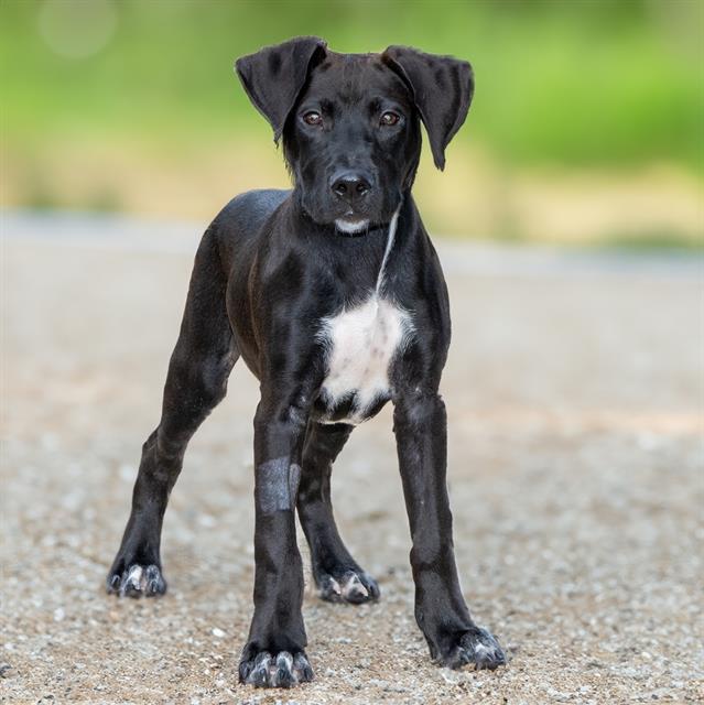 adoptable Dog in Maryland Heights, MO named STANLEY