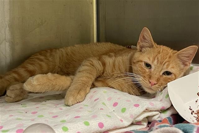 adoptable Cat in Maryland Heights, MO named BACON