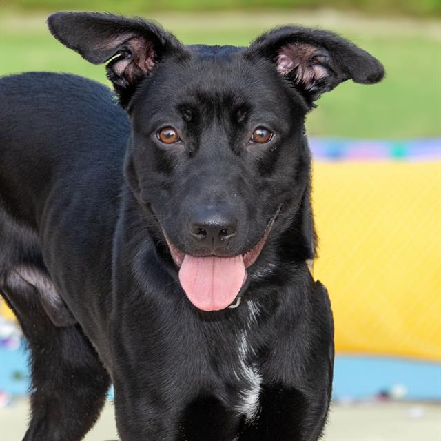 adoptable Dog in Maryland Heights, MO named JESTER