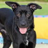 adoptable Dog in , MO named JESTER