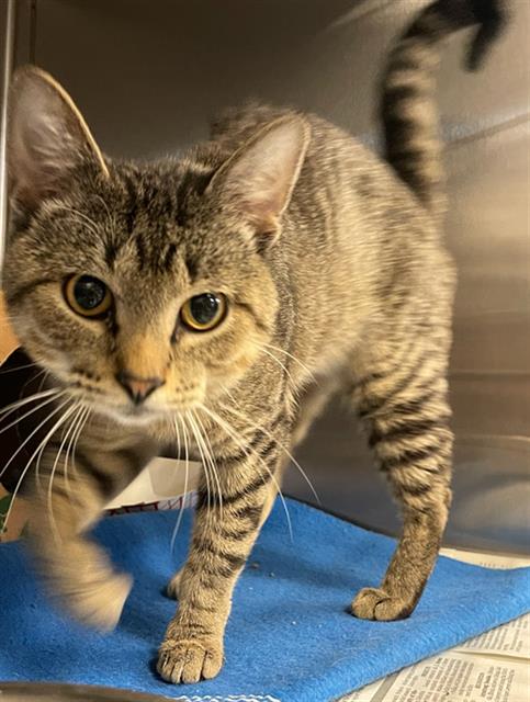 adoptable Cat in Maryland Heights, MO named COLONEL SANDERS