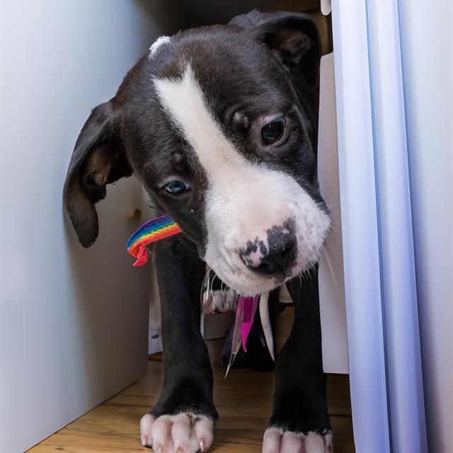 adoptable Dog in Maryland Heights, MO named CABBAGE