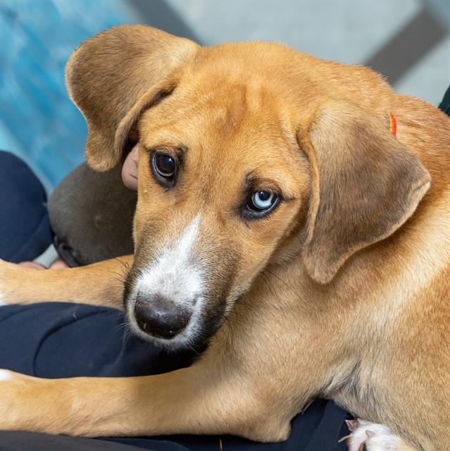 adoptable Dog in Maryland Heights, MO named BRIOCHE