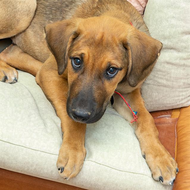 adoptable Dog in Maryland Heights, MO named SOURDOUGH