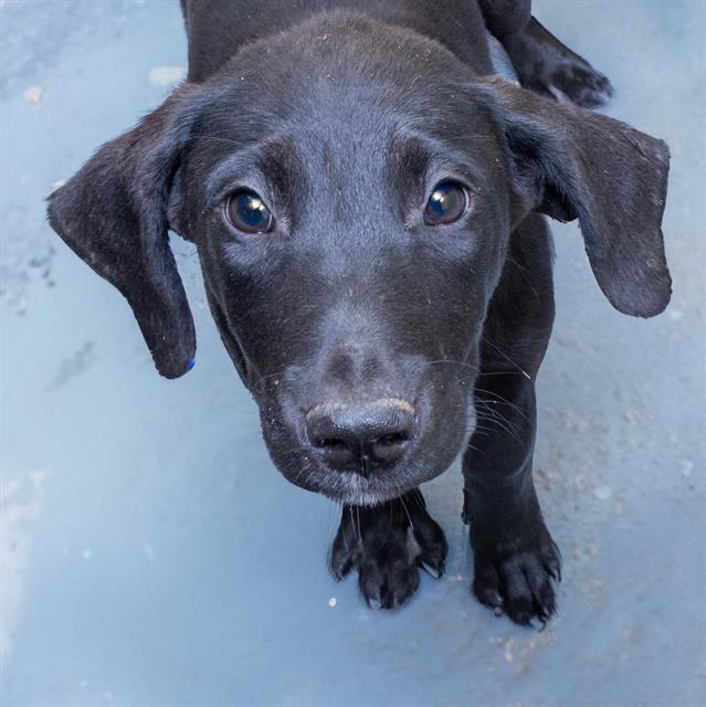 adoptable Dog in Maryland Heights, MO named BAGEL