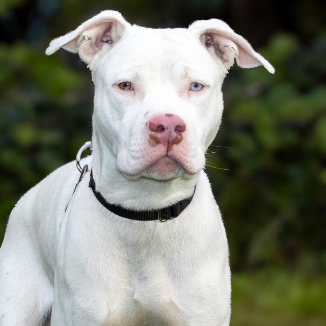 adoptable Dog in Maryland Heights, MO named JOHN CENA