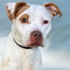 adoptable Dog in , MO named OPHELIA