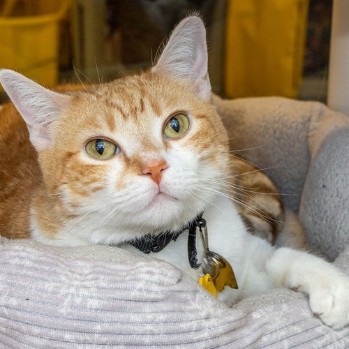 picture of the cat needing adoption