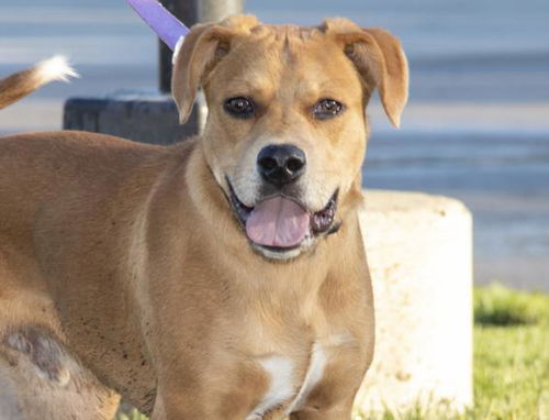 picture of the dog needing adoption