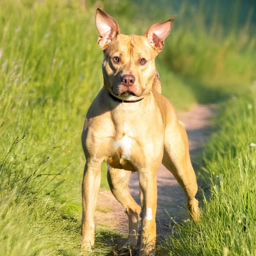 picture of the dog needing adoption