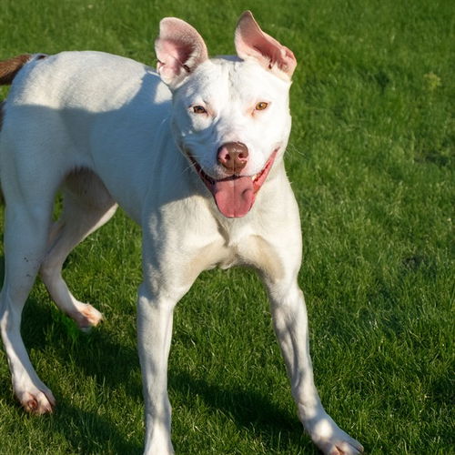 picture of the dog needing adoption