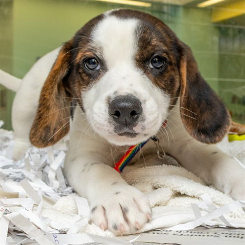 picture of the dog needing adoption