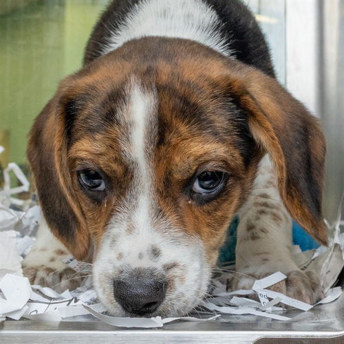 picture of the dog needing adoption