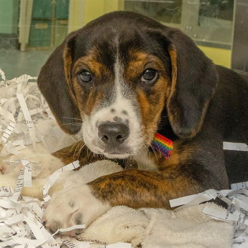 picture of the dog needing adoption