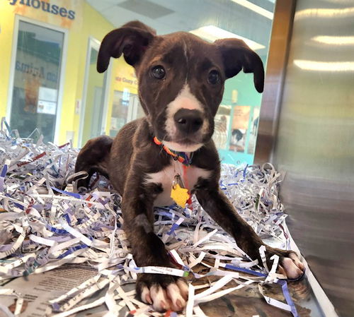 picture of the dog needing adoption