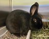 adoptable Rabbit in maryland heights, MO named CLOUD