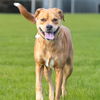 adoptable Dog in  named TACO