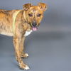 adoptable Dog in maryland heights, MO named BONGO