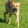 adoptable Dog in  named LOKI