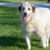 adoptable Dog in  named FINN