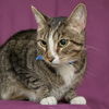 adoptable Cat in Maryland Heights, MO named OTIS