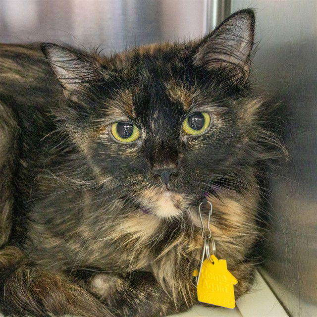 adoptable Cat in Maryland Heights, MO named LIZZO