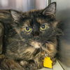 adoptable Cat in  named LIZZO