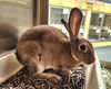 adoptable Rabbit in Maryland Heights, MO named LOLLIPOP