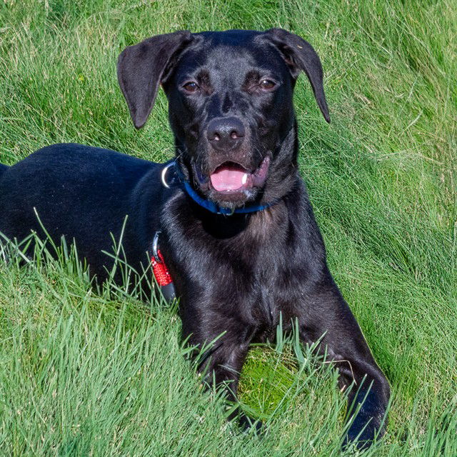adoptable Dog in Maryland Heights, MO named RAIDER
