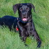 adoptable Dog in Maryland Heights, MO named RAIDER