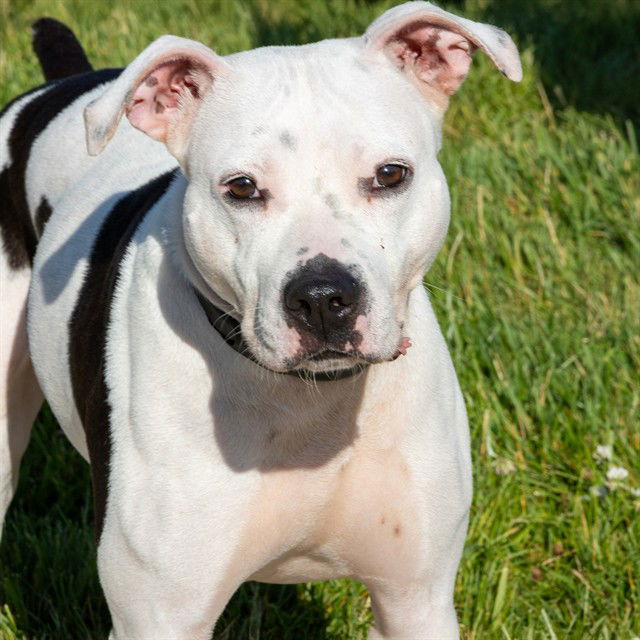 adoptable Dog in Maryland Heights, MO named REMI