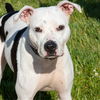 adoptable Dog in Maryland Heights, MO named REMI