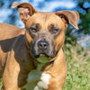 adoptable Dog in maryland heights, MO named BELLA