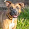 adoptable Dog in  named BELLA