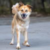 adoptable Dog in maryland heights, MO named BALTO