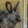 adoptable Rabbit in maryland heights, MO named CLOVER