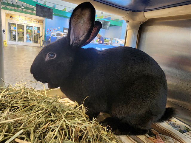 adoptable Rabbit in Maryland Heights, MO named STORM