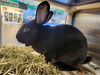 adoptable Rabbit in  named STORM