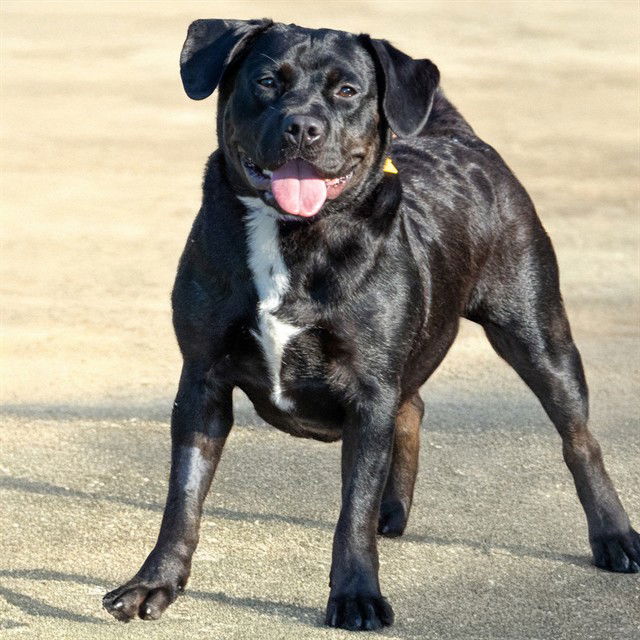 adoptable Dog in Maryland Heights, MO named PEGGY SUE