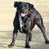 adoptable Dog in  named PEGGY SUE
