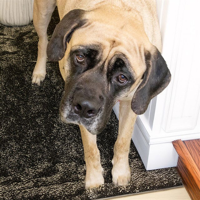 adoptable Dog in Maryland Heights, MO named SUGAR