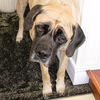 adoptable Dog in  named SUGAR