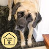 adoptable Dog in Maryland Heights, MO named SUGAR